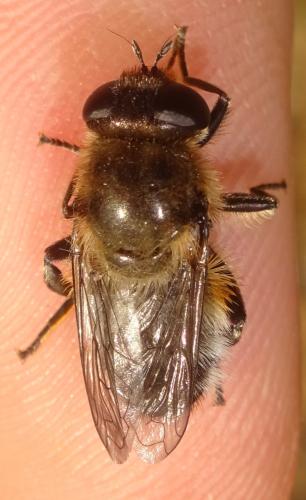 Platynochaetus setosus